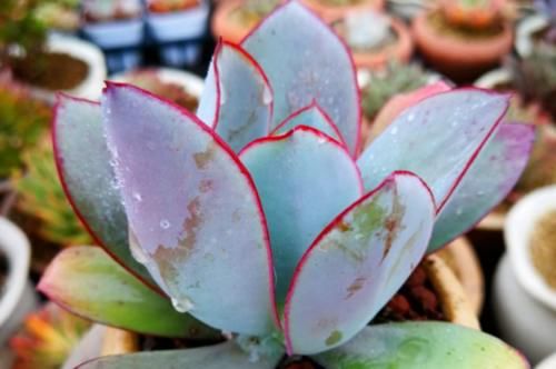 薄叶系多肉卢浮宫是大型多肉品种,养好了跟晚霞一样仙气飘飘