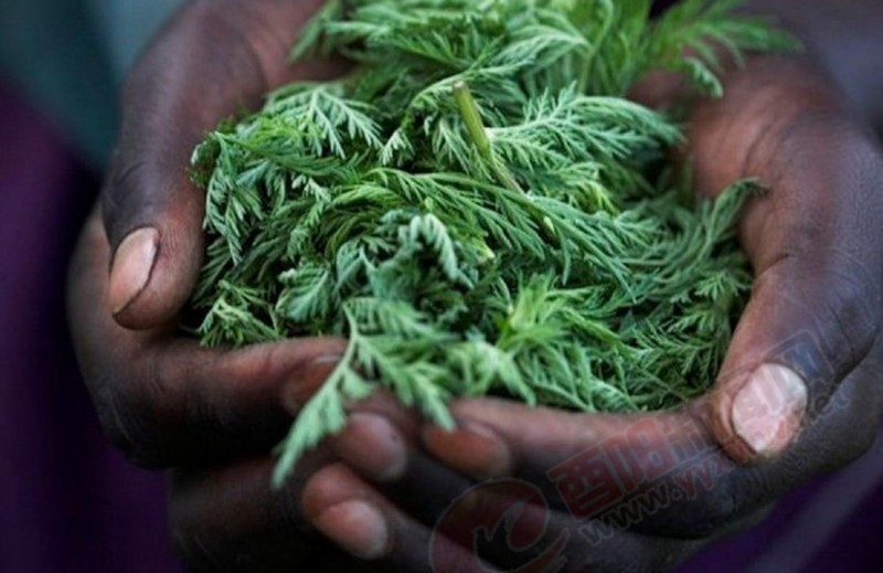 痊愈|华佗都治不好的病,患者自己吃一物痊愈了,华佗好东西!