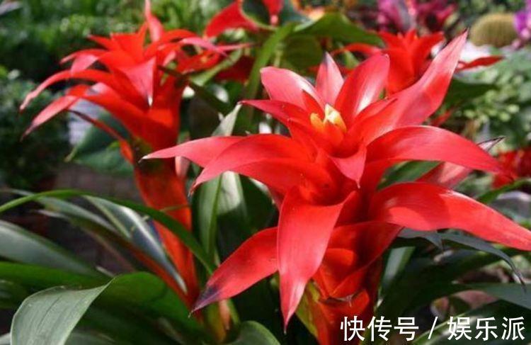 养花就养这几款，花姿妖娆，四季繁花似锦，姿色艳丽