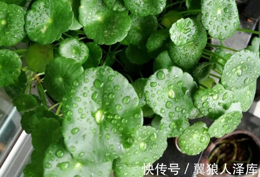 浇花|冬季浇花该注意什么？牢记4点不吃亏，不然就等着全空盆吧！