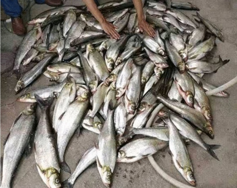 小伙用泥鳅钓翘嘴, 三年时间渔获破万斤, “缺德”钓法引众怒