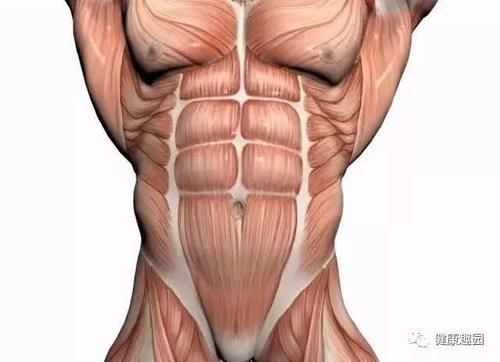 肱三头肌|肌肉群锻炼动作示意图，想练什么对号入座！