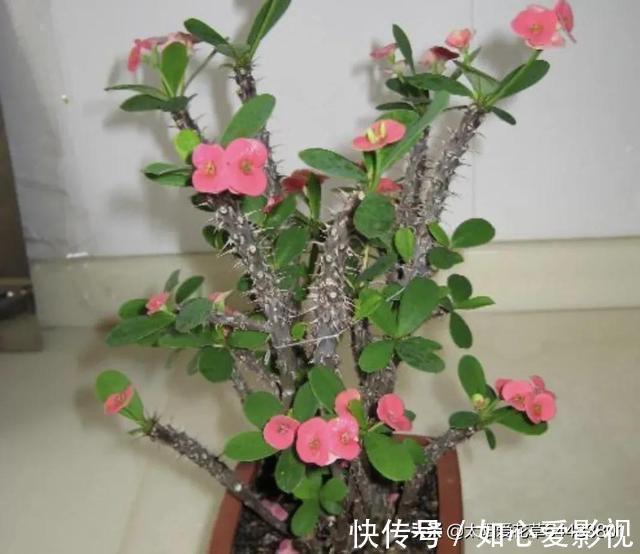 角堇|冬天要懒养的8种花，懒一点浇水开花多