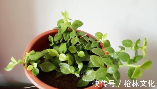 牡丹吊兰|此吊兰不一般，能赏花，能当菜，一根枝插土里，轻松爆盆吃不完