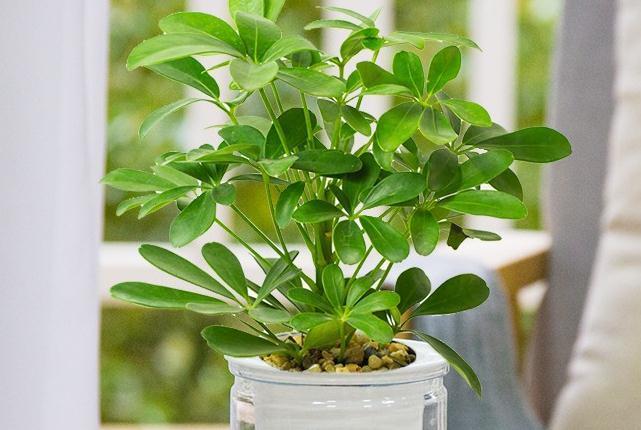 鸭脚木|这22款植物室内养护不但净化空气还吸甲醛,花友纷纷收藏