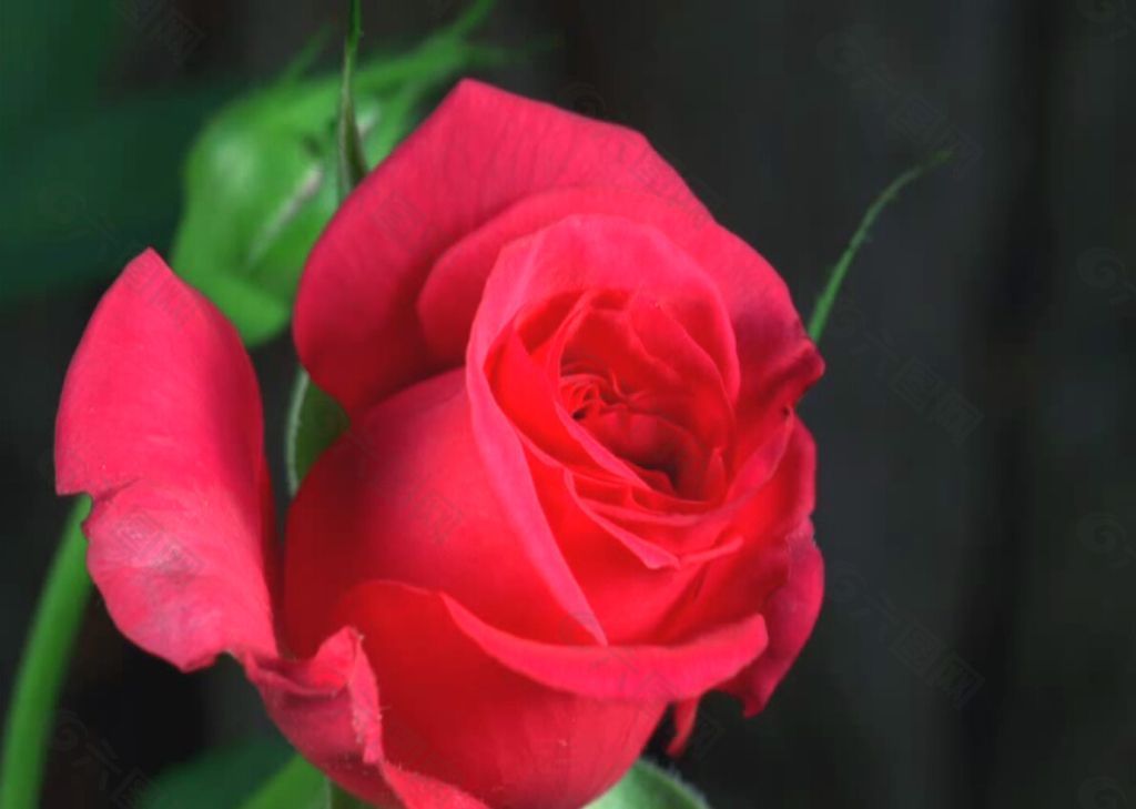 养花试试这几款，花香让人心旷神怡被称为女神花