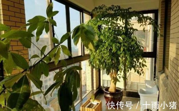 植物|天冷养花，早晨别做这几件事，植物才会感激你哦
