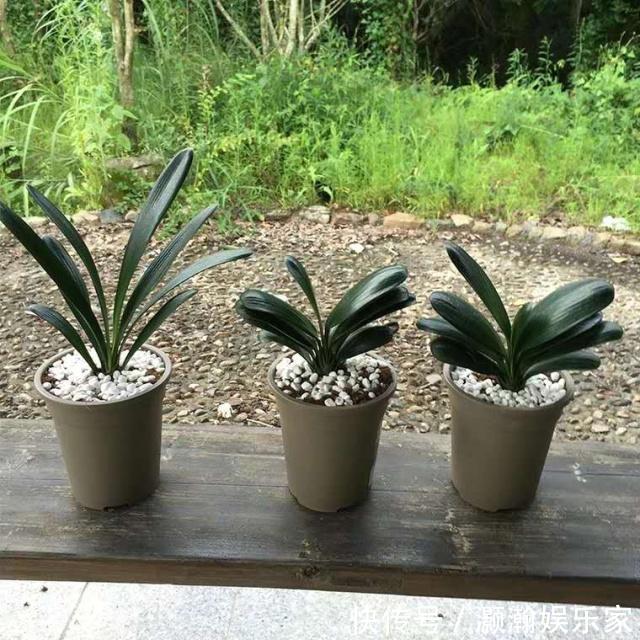 谨记|给君子兰换盆,谨记“1个要、2个不要”,叶厚根壮,快速服盆!