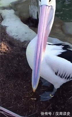 |搞笑GIF:不会咬裙子留人的狗子不是一只好狗子