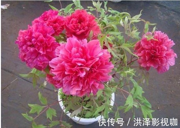 浇花|浇花时加上以下残渣，盆栽叶绿花艳长爆盆，一个很简单方法就实行