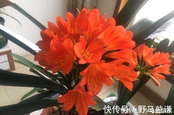 盆栽|谁说室内养不好花这12种一养就开花,还特漂亮,喜欢养花别错过!