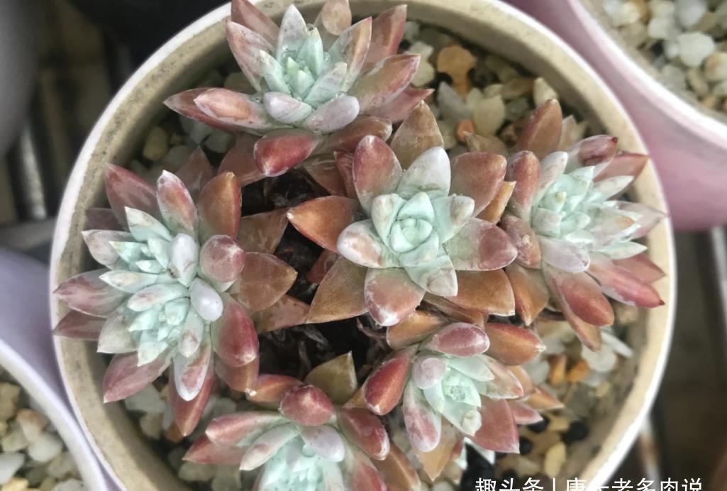老桩|仙女杯属的所有多肉在夏季都会休眠，要懂得养护方法才能顺利度夏