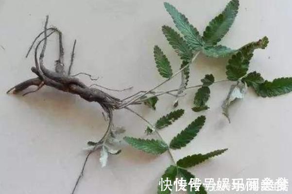 根部|这种野草全身都是宝,嫩茎是野菜根部能生吃,价值高你见过吗?