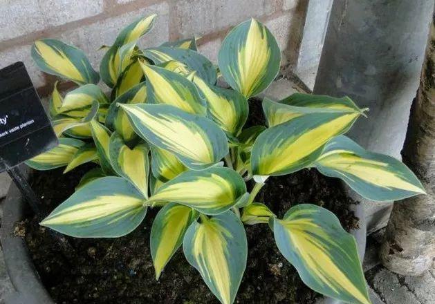 史上最耐阴的花,越阴凉越长得旺,绿萝虎皮兰靠边站