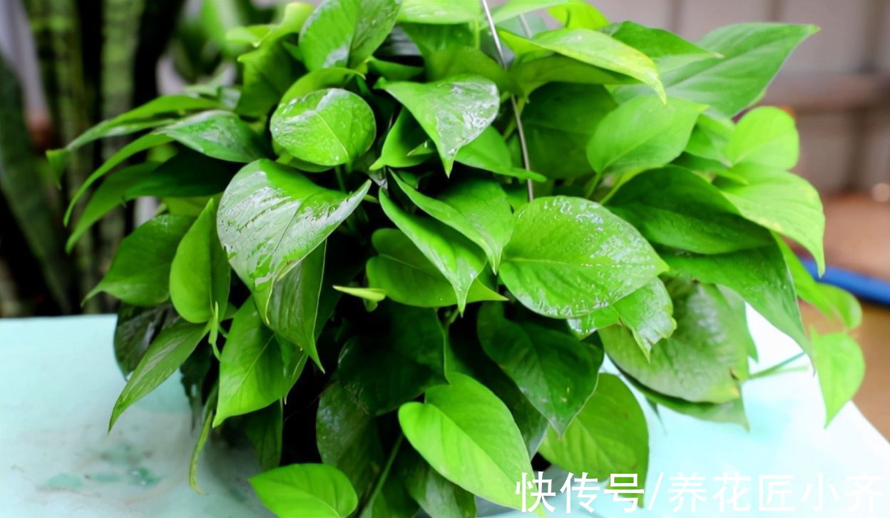 如果养不好绿萝,要记住“位置”摆放很重要,选对一年就能长爆盆