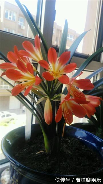 养君子兰老花匠才不要淘米水,只滴这个,花剑爆盆蹭蹭长