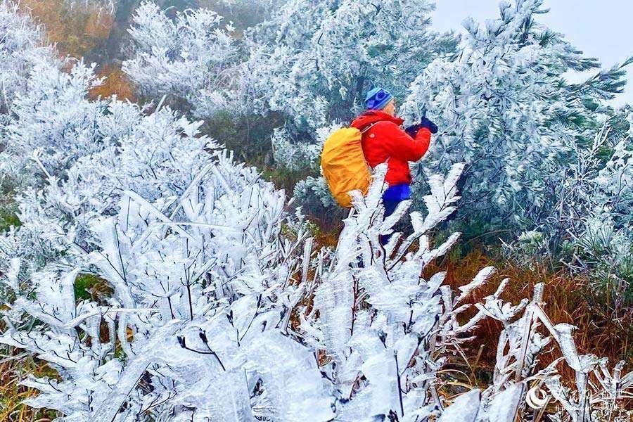 荣县东狮山|冬日美景醉游人 福建多地出现雾凇景观