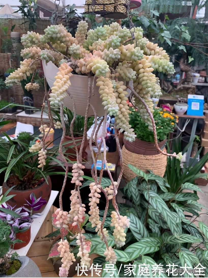 悬崖老桩看起来高端大气，但出现这两点很令人头疼，该怎么办呢？