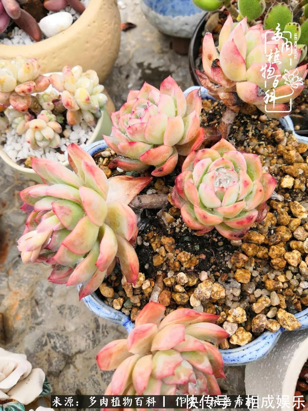 何以解忧,唯有多肉!目光所及,皆是喜欢!