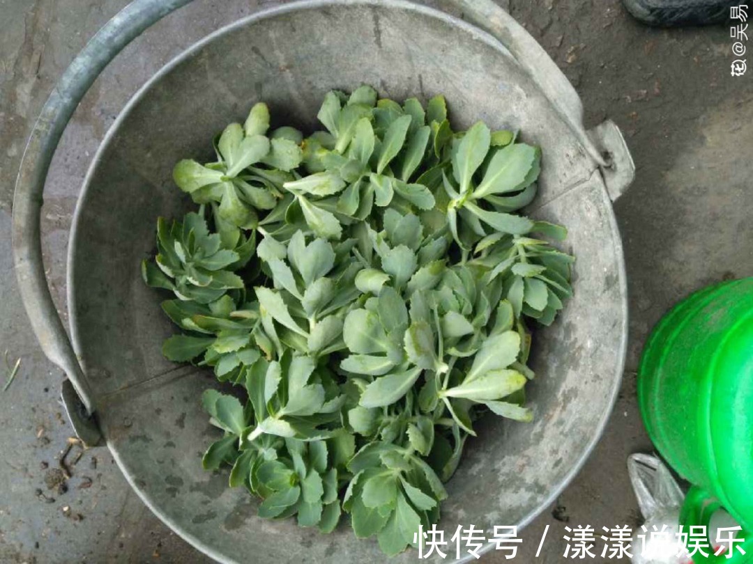 荆芥|7种花最干净,门口、窗台放一盆,蚊虫不敢靠近!