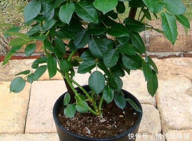 硫酸亚铁|5种“药”,过期也不要扔,兑水浇花,保花不生“虫和病”