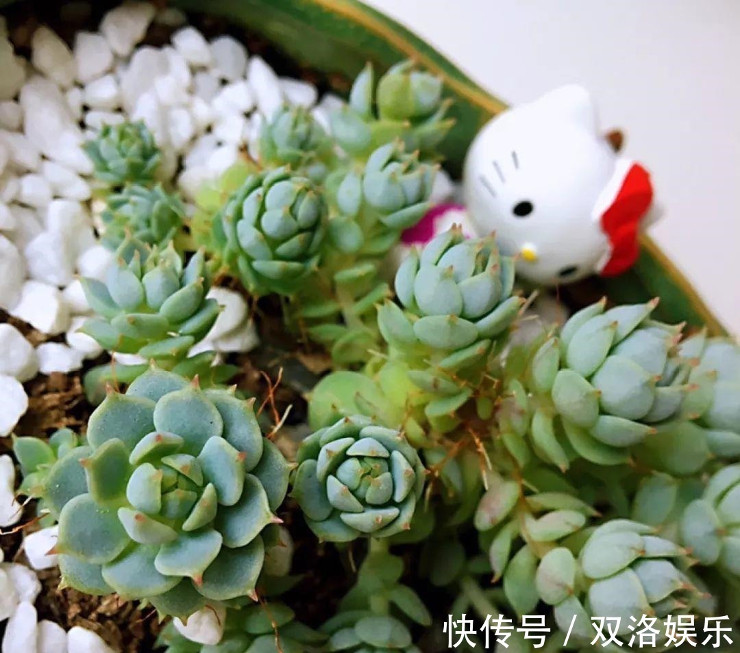 静夜|6种多肉太难养,赶紧留个种,省得每年都要重新买!