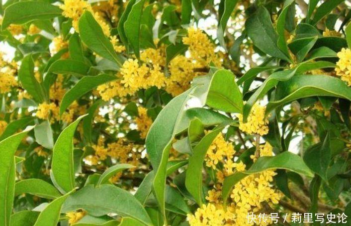 开花|4种花深受花友的喜欢,开花爆盆很简单,疯长不停超美的