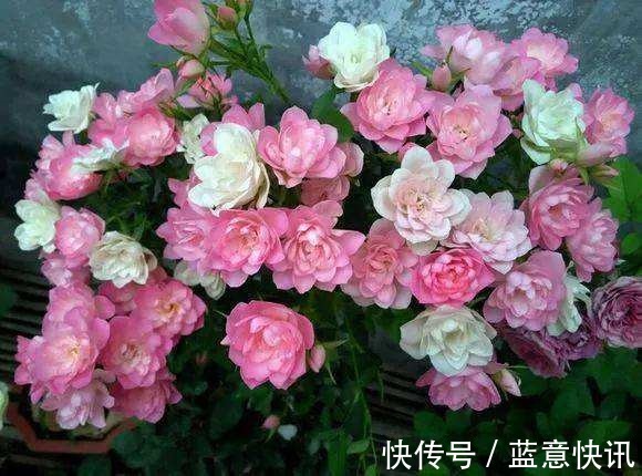 这花咋长的月季的身体却开出朵朵莲花,香气袭人太带劲!