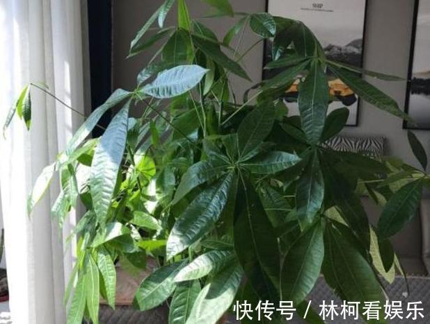 多肉植物|家里盆栽4种懒人植物，不积水、不缺水，就不用再看''脸色''