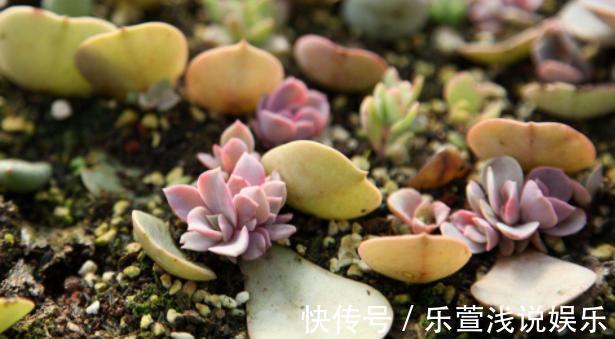 老桩多肉该怎么换盆?2种方法“保活”,叫你心血不再白费
