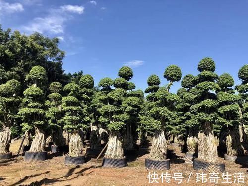 可以摆阳台的“镇宅树”，1盆价值“1万”，养8年像盆景，值钱