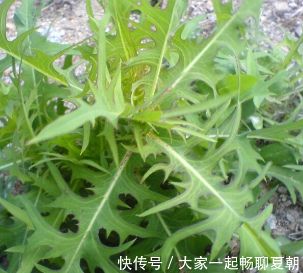 野菜|提个醒农村地头碰到此三种野菜,记得带回家,对身体大有好处