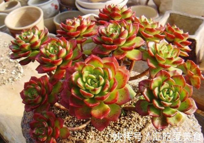 别人的多肉养的白白胖胖,你的多肉一星期换一颗,到底是为什么