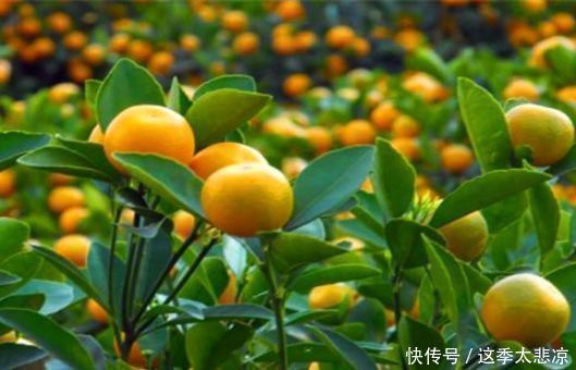 免疫力|想长寿全靠吃,3种食物不能少,补充营养,提高免疫力