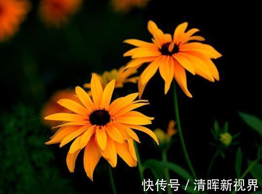 轻罗|喜欢菊花,不如养盆“江南牡丹”轻罗,花开妖娆,鲜艳夺目,真美