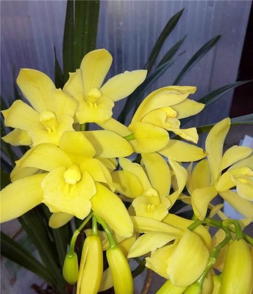  新手|建兰名品“黄金小神童”，花色耀眼，香味扑鼻，新手兰友也能养好