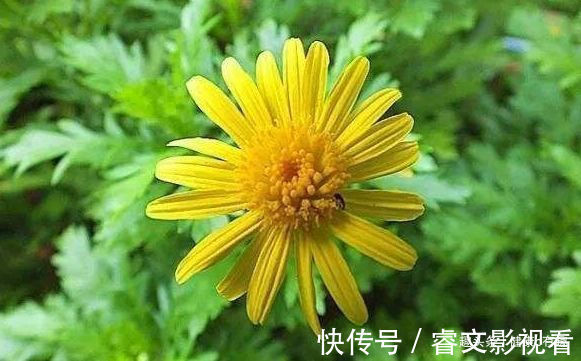 珍珠宝塔|喜欢菊花就选“情人菊”,花姿优美,娇艳动人,花期长适合盆栽养