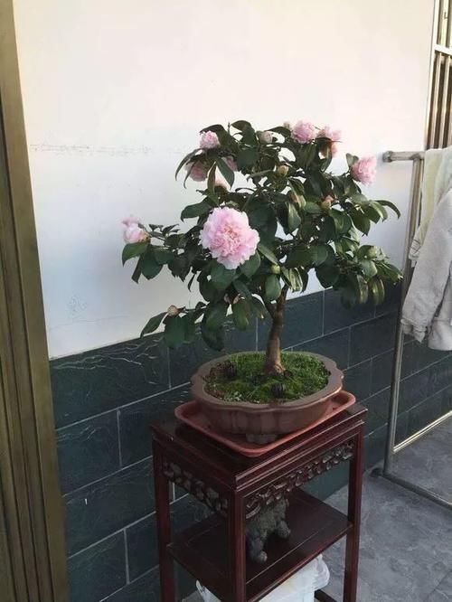 能养100年的花,养一盆成传家宝,越老越值钱!