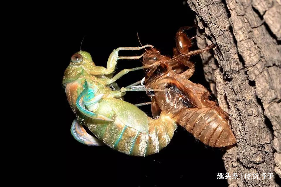 知了|地下蛰伏5年,知了能吃吗吃了对身体有何危害为了健康别再吃错