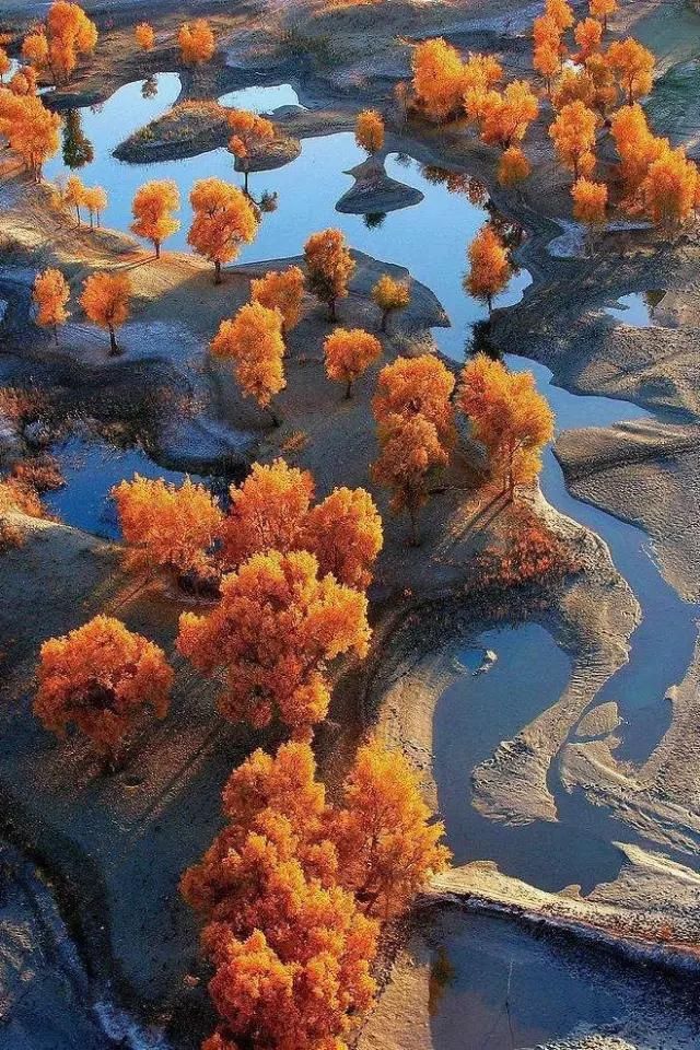  胡杨|原创诗朗诵：胡杨礼赞