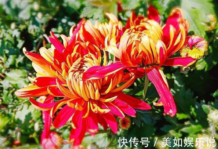 喜欢养花，就养盆稀有花卉”火柴“拔克西木，形似火柴，十分稀奇