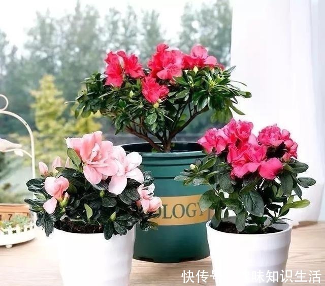 人养花、花也养人,医生喜欢养的八种花,家里养一盆,清雅又健康!