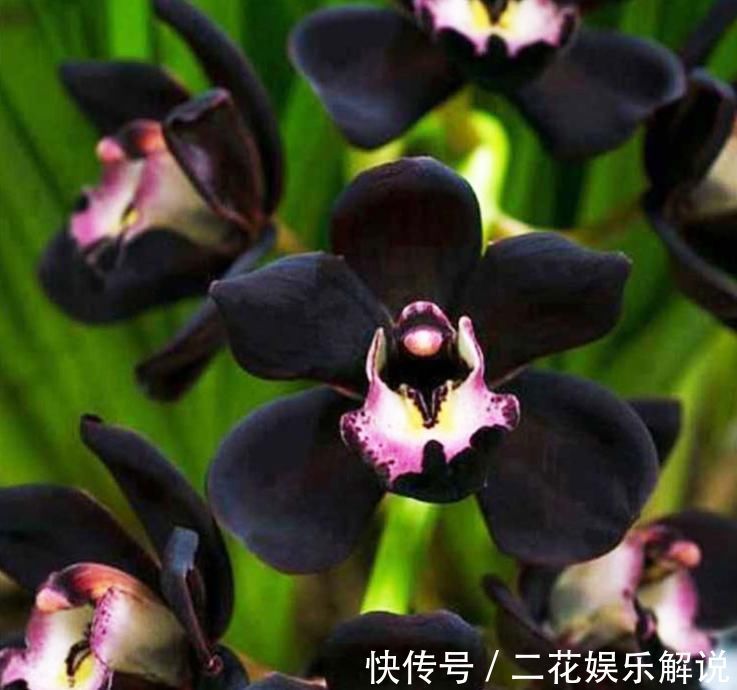 黑雪姬|被抢购一空的兰花,绿杆紫花,叶片油亮,兰香扑鼻,比牡丹要美