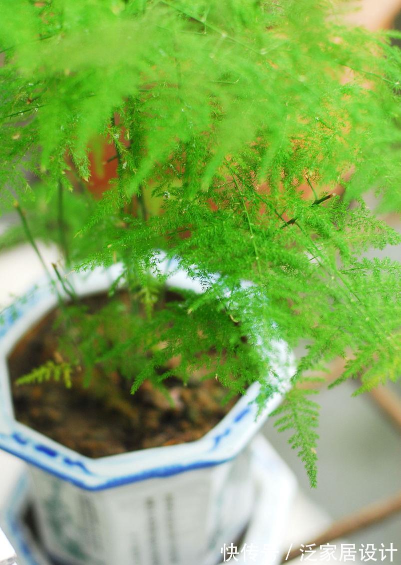 枝繁叶茂|文竹黄叶和4点有关，掌握要点后，苗壮叶肥还漂亮