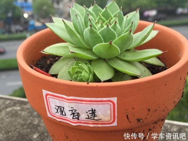 多肉度夏怎么浇水,放哪里养,教你“2招”,顺利度夏,又肥又美!