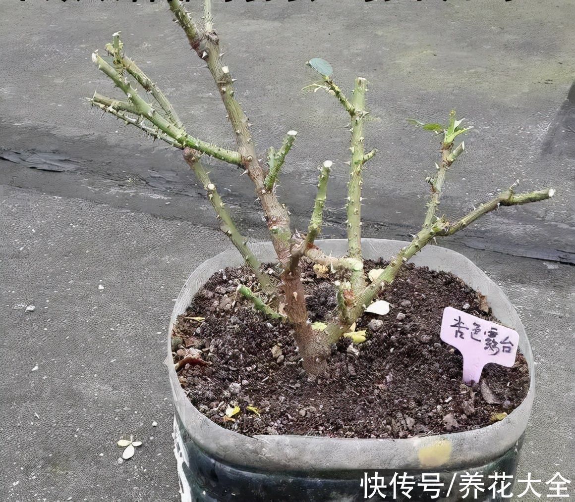 枝叶|7种花冬天会假死,叶子掉光不要扔,明年还能大爆花