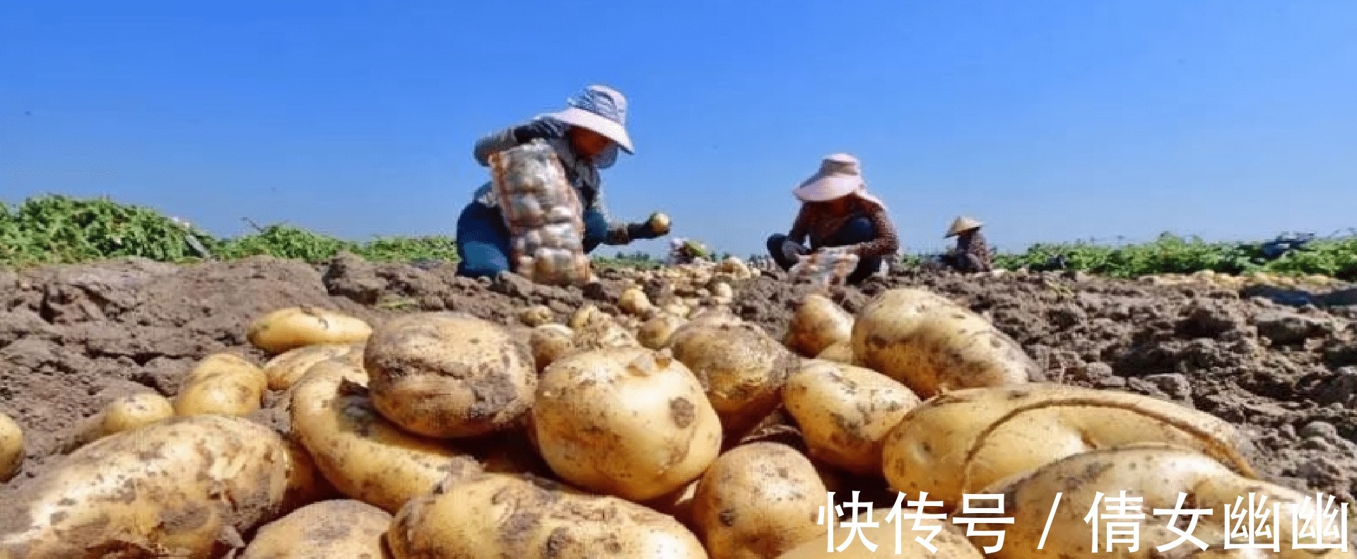 毒性|千万不要再微波炉里加热这几种食物,加热后的菠菜马铃薯毒性大发!