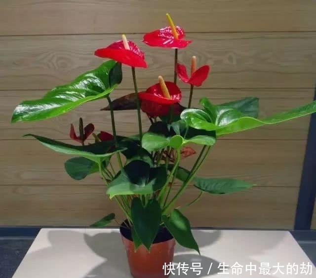 绿萝|厉害了!这12个养花技巧超级实用,新手花友别错过哦!