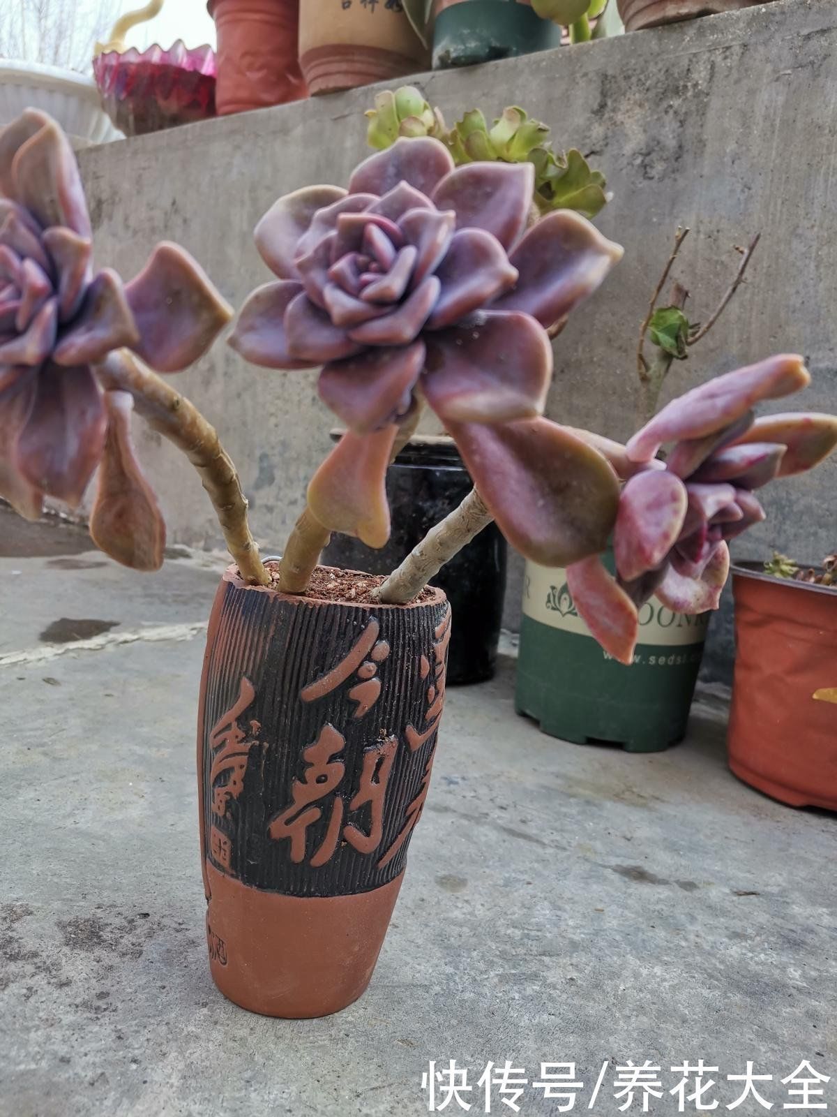 花盆|扔掉家里这些垃圾,就是扔钱,拿来养花特好用