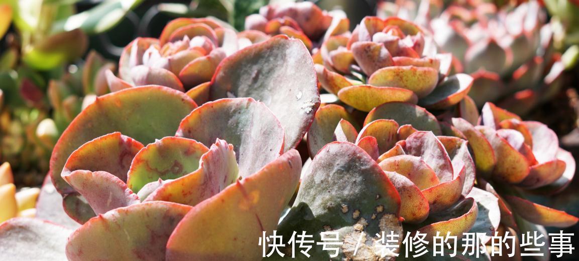 蒂亚|秋季,对于多肉来说是个多彩的季节,你了解嘛